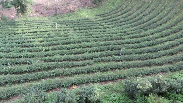 Bài số 60. Đường đến Mae Salong – Santi Khiri