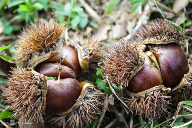 Bài số 11. Những ngày ở Cao Bằng